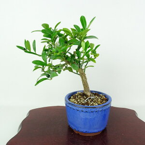 ~   16cm  Fortunella hindsii LY }LJ~J LJ Ύ Ϗܗp i i