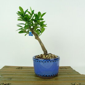 盆栽 金豆 樹高 約18cm きんず Fortunella hindsii キンズ マメキンカン 実物 ミカン科 キンカン属 常緑樹 観賞用 小品 現品