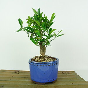 ~   16cm  Fortunella hindsii LY }LJ~J LJ Ύ Ϗܗp i i