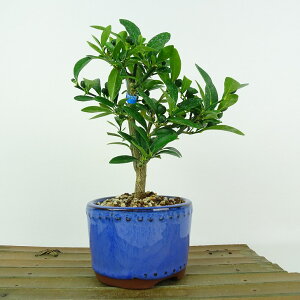 ~   16cm  Fortunella hindsii LY }LJ~J LJ Ύ Ϗܗp i i