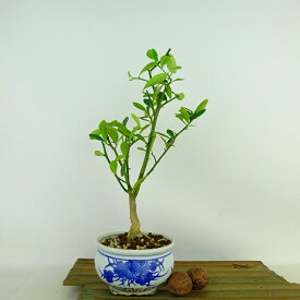 盆栽 金豆 樹高 約24cm きんず Fortunella hindsii キンズ マメキンカン ミカン科 キンカン属 常緑樹 観賞用 現品