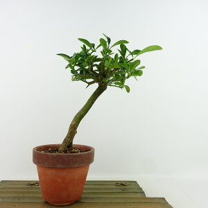 ~   20cm  Fortunella hindsii LY }LJ ~J LJ Ύ Ϗܗp i i 