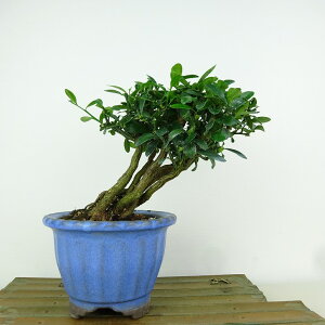 ~   16cm  Fortunella hindsii LY }LJ ~J LJ Ύ Ϗܗp i i 