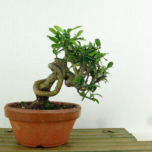 ~   12cm  Fortunella hindsii LY }LJ ~J LJ Ύ Ϗܗp i i 