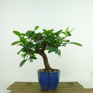 ~   15cm  Fortunella hindsii LY }LJ ~J LJ Ύ Ϗܗp i i 