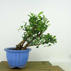 ~   16cm  Fortunella hindsii LY }LJ~J LJ Ύ Ϗܗp i i 