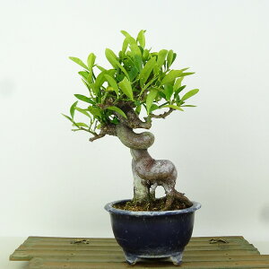 ~   20cm  Fortunella hindsii LY }LJ ~J LJ Ύ Ϗܗp i i