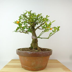 ~   26cm  Fortunella hindsii LY }LJ ~J LJ Ύ Ϗܗp i