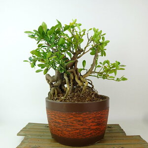 ~   22cm  Fortunella hindsii LY }LJ  ~J LJ Ύ Ϗܗp i