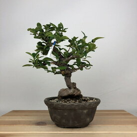 盆栽 金豆 樹高 約19cm きんず Fortunella hindsii キンズ マメキンカン 実物 ミカン科 キンカン属 常緑樹 鑑賞用 観賞用 小品 現品