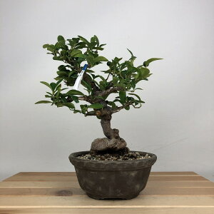 ~   19cm  Fortunella hindsii LY }LJ  ~J LJ Ύ ӏܗp Ϗܗp i i