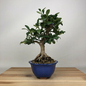 ~   22cm  Fortunella hindsii LY }LJ  ~J LJ Ύ ӏܗp Ϗܗp i