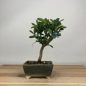 盆栽 金豆 樹高 約13cm きんず Fortunella hindsii キンズ マメキンカン 実物 ミカン科 キンカン属 常緑樹 鑑賞用 観賞用 小品 現品