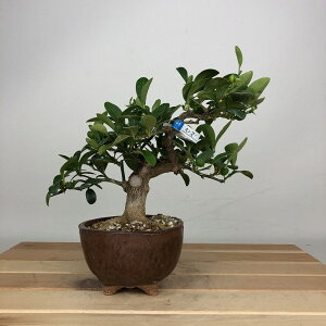 ~   16cm  Fortunella hindsii LY }LJ  ~J LJ Ύ ӏܗp Ϗܗp i i