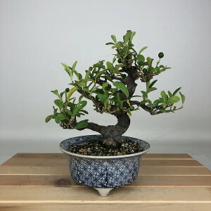 ~   18cm  Fortunella hindsii LY }LJ ~J LJ Ύ ӏܗp Ϗܗp i i