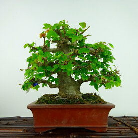 盆栽 楓 樹高 約17cm かえで Acer カエデ 紅葉 カエデ科 落葉樹 観賞用 小品 現品 送料無料