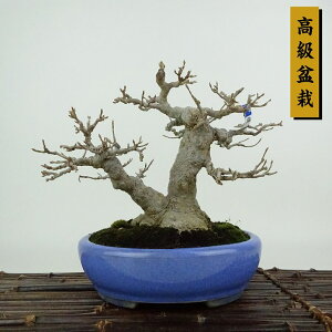 ~   16cm  ~ Acer JGf gt JGf t Ϗܗp i i