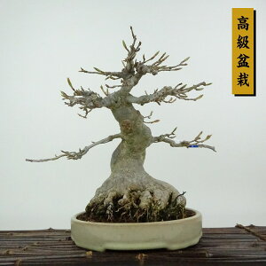 ~   20cm  ~ Acer JGf gt JGf t Ϗܗp i i