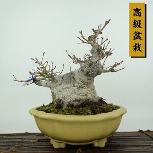 ~ gt  17cm ݂ ~ Acer palmatum ~W JGf t Ϗܗp i i