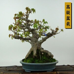 ~   19cm  ~ Acer JGf gt JGf t Ϗܗp i i