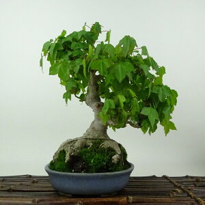 ~   20cm  Acer JGf gt JGf t Ϗܗp i i