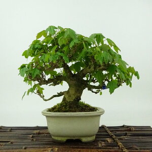 ~   13cm  Acer JGf gt JGf t Ϗܗp i i