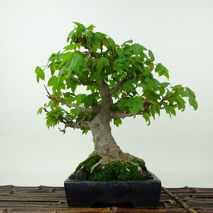 ~   19cm  Acer JGf gt JGf t Ϗܗp i i