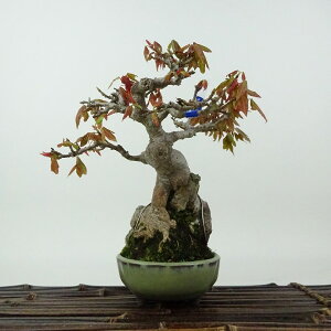 ~   9cm  Acer JGf gt Εt JGf t Ϗܗp i i