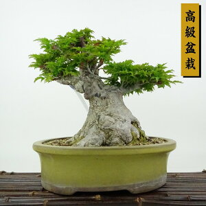 ~ gt q  23cm ݂ ~ Acer palmatum ~W VVKV JGf t Ϗܗp i