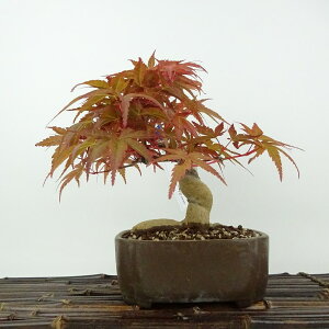 ~ gt   21cm ݂ Acer palmatum ~W JGf t Ϗܗp i
