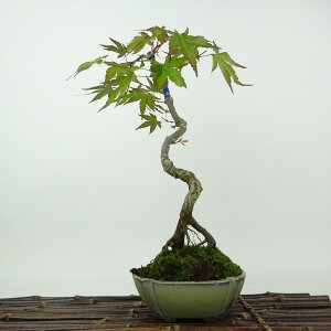 ~ gt r  30cm ݂ Acer palmatum ~W  JGf t Ϗܗp i