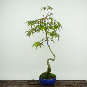 ~ gt r  41cm ݂ Acer palmatum ~W  JGf t Ϗܗp i