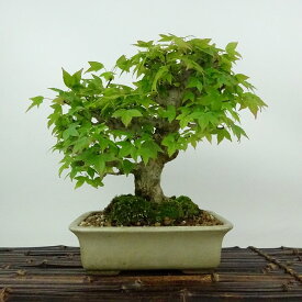 盆栽 楓 樹高 約19cm かえで Acer カエデ 紅葉 カエデ科 落葉樹 観賞用 小品 現品
