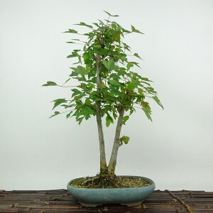 ~   37cm  Acer JGf gt JGf t Ϗܗp i 