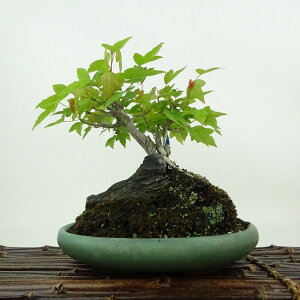 ~   15cm  Acer JGf gt Εt JGf t Ϗܗp i i 