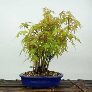 ~ gt R݂  25cm ݂ Acer palmatum ~W JGf t Ϗܗp i 