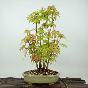 ~ gt R݂  32cm ݂ Acer palmatum ~W JGf t Ϗܗp i 