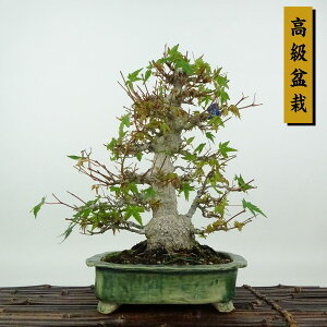 ~ gt  24cm ݂ ~ Acer palmatum ~W JGf t Ϗܗp i