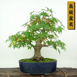 ~ gt  25cm ݂ ~ Acer palmatum ~W JGf t Ϗܗp i