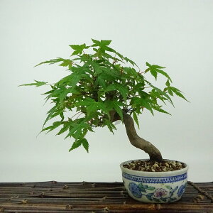 ~ gt  19cm ݂ Acer palmatum ~W JGf t Ϗܗp i i 