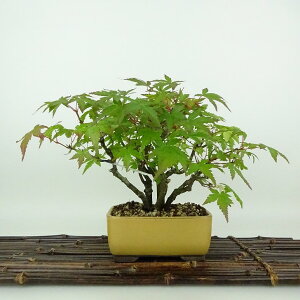 ~ gt  16cm ݂ Acer palmatum ~W JGf t Ϗܗp i i 