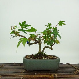 盆栽 紅葉 樹高 約10cm もみじ Acer palmatum モミジ カエデ科 落葉樹 観賞用 小品 現品