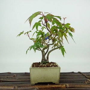 ~ gt  15cm ݂ Acer palmatum ~W JGf t Ϗܗp i i 