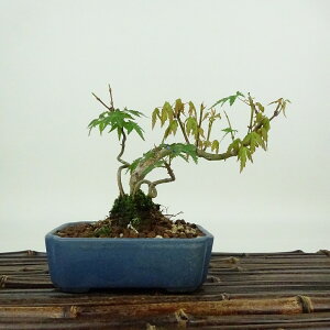 ~ gt  10cm ݂ Acer palmatum ~W JGf t Ϗܗp i i 