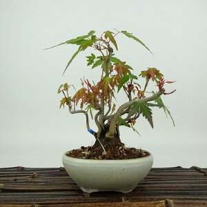~ gt  16cm ݂ Acer palmatum ~W JGf t Ϗܗp i i 