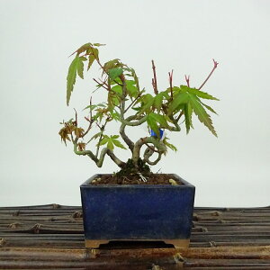 ~ gt  11cm ݂ Acer palmatum ~W JGf t Ϗܗp i i 