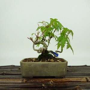 ~ gt  10cm ݂ Acer palmatum ~W JGf t Ϗܗp i i 