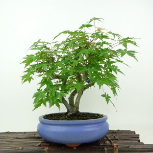 ~ gt  25cm ݂ Acer palmatum ~W JGf t Ϗܗp i 
