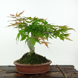 盆栽 紅葉 清玄 樹高 約18cm もみじ Acer palmatum モミジ カエデ科 落葉樹 観賞用 小品 現品