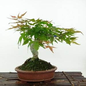 ~ gt   18cm ݂ Acer palmatum ~W JGf t Ϗܗp i i